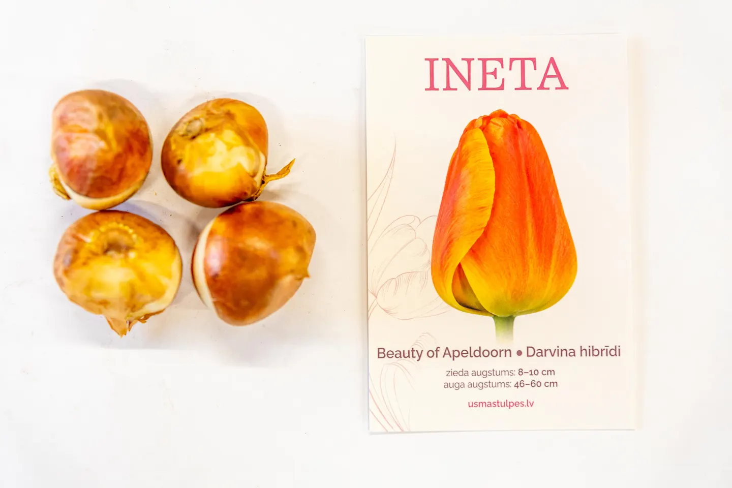 Ineta