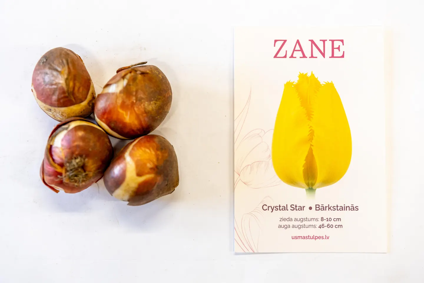 Zane