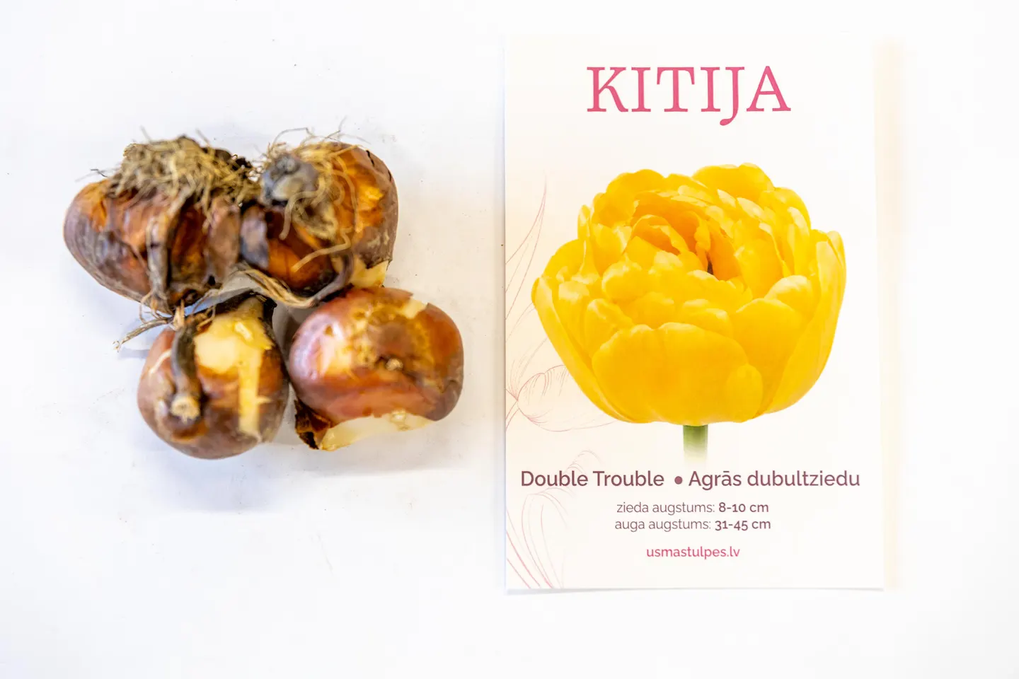 Kitija