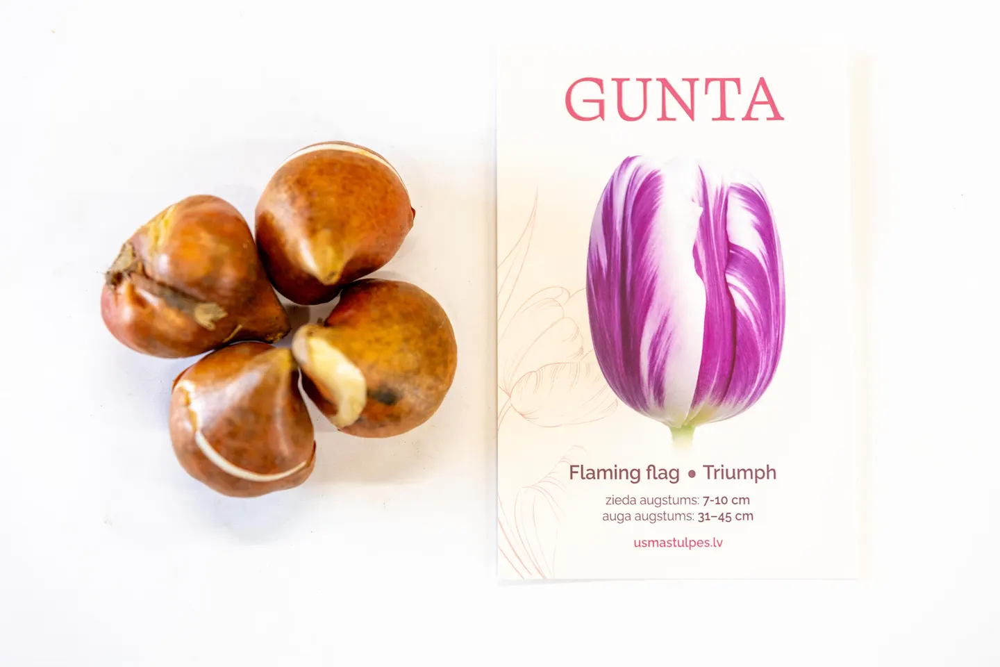 Gunta