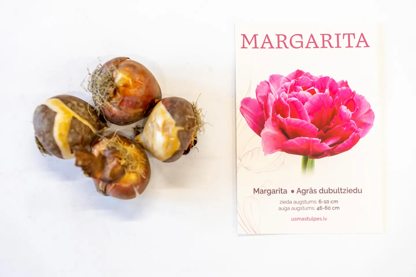 Луковицы тюльпанов 12/+ Margarita