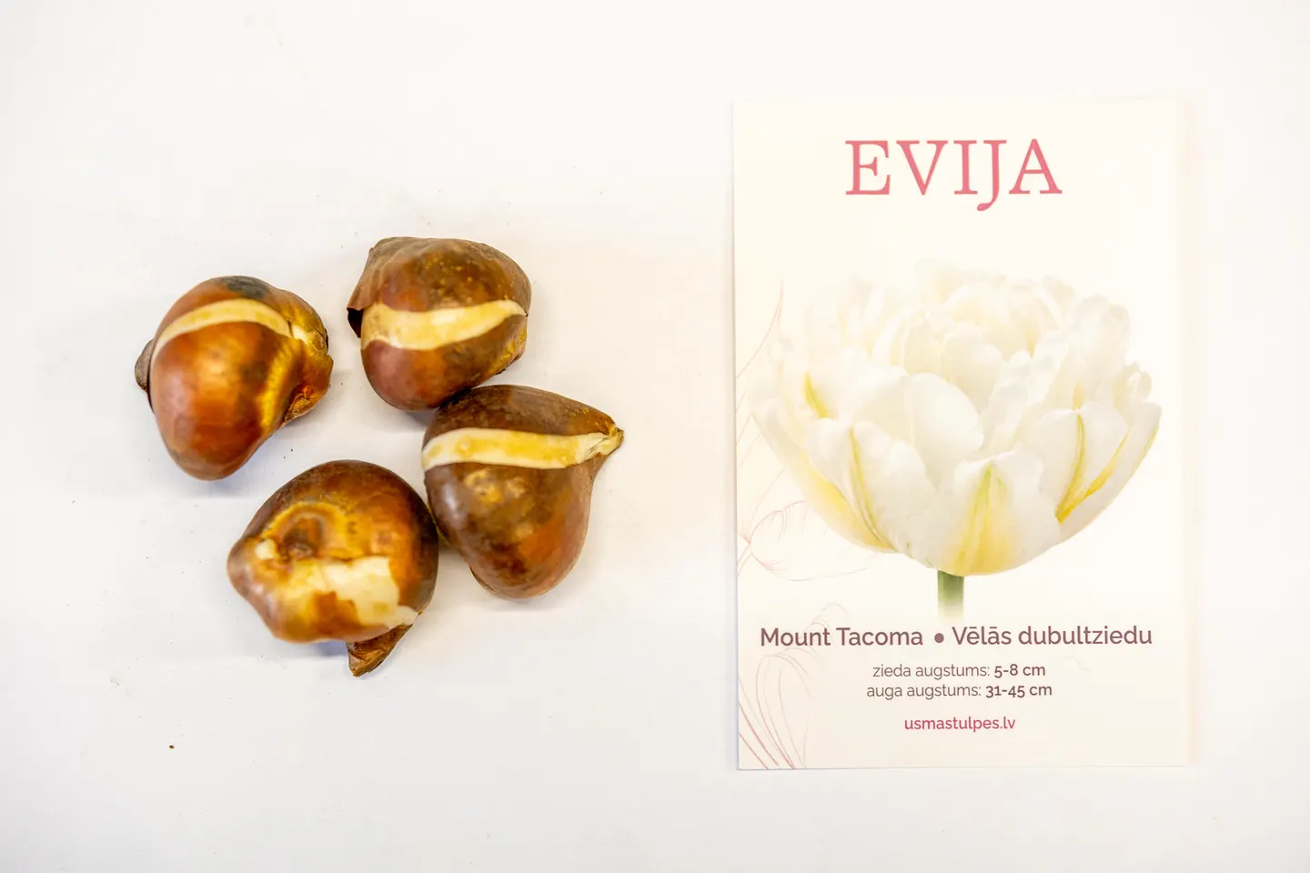 Evija