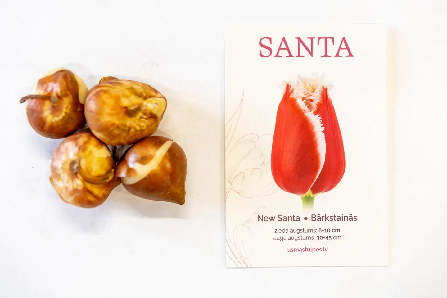 Santa