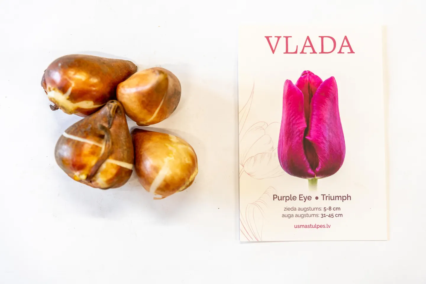 Vlada