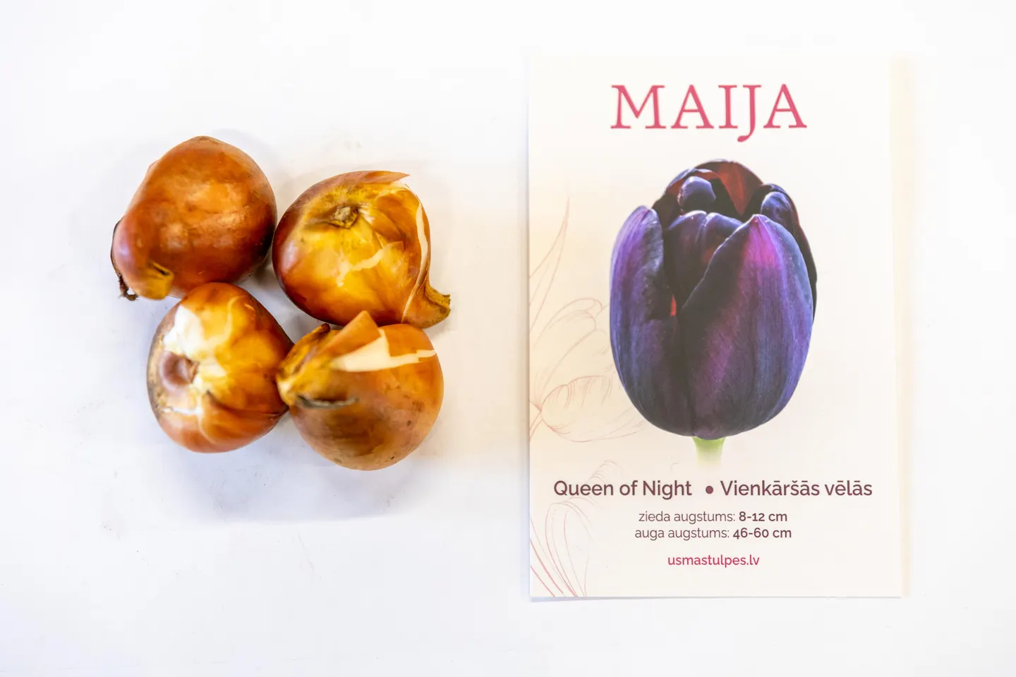 Maija
