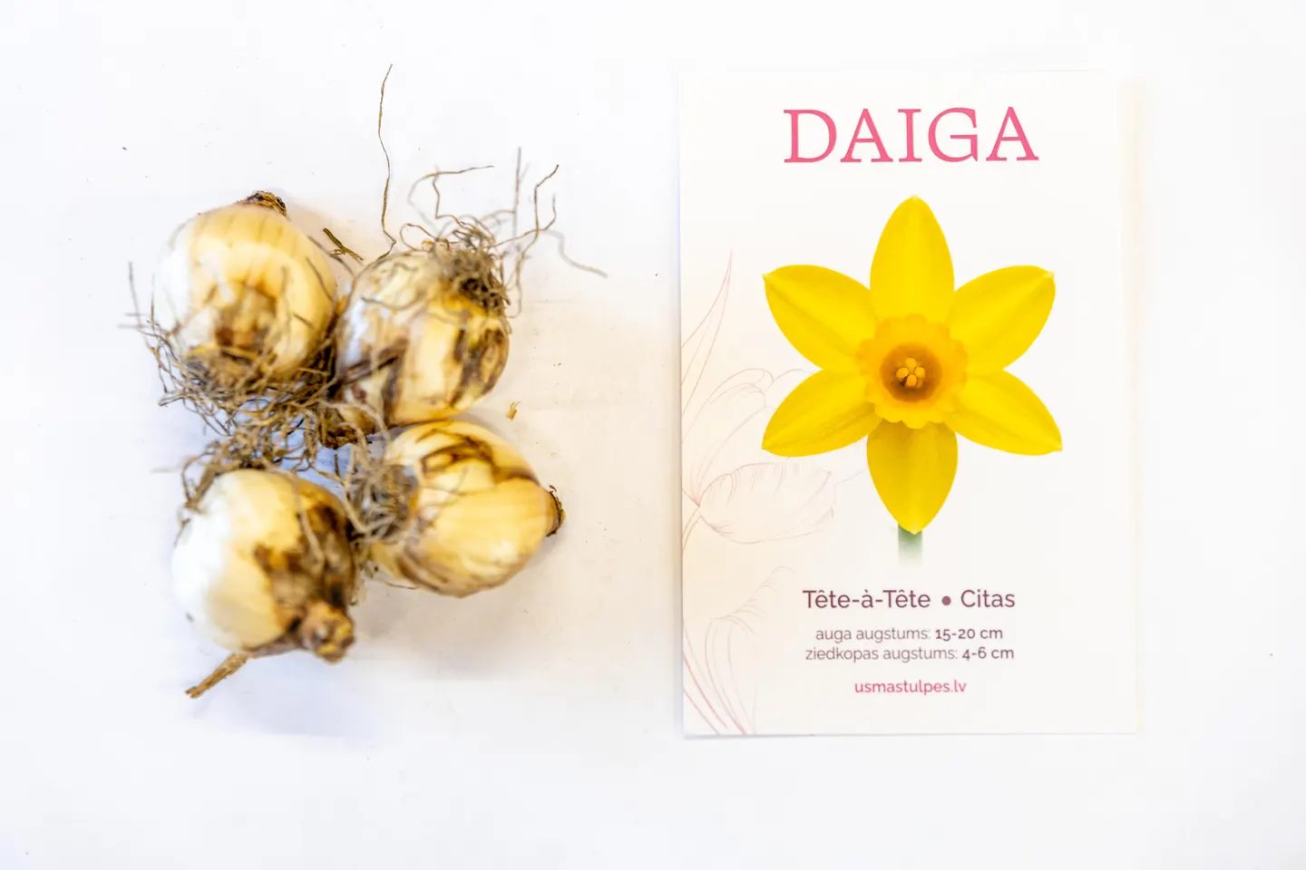 Daiga