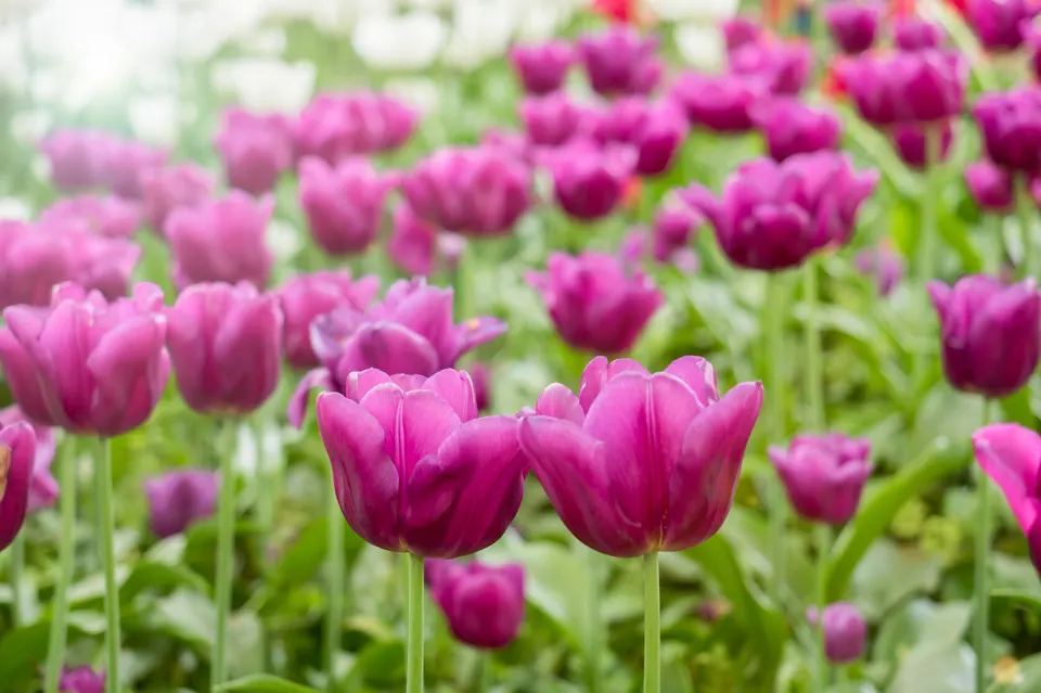 Tulips