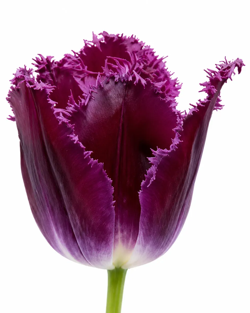 Violeta