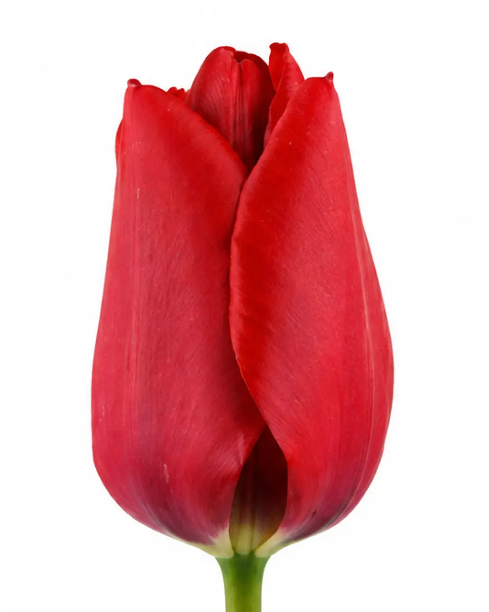 Līga