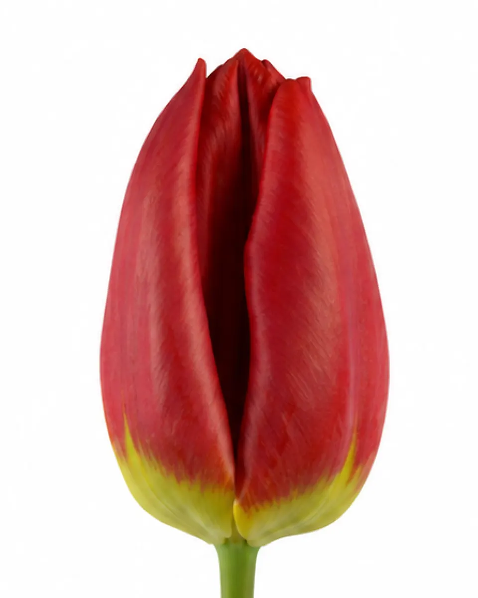 Elīna