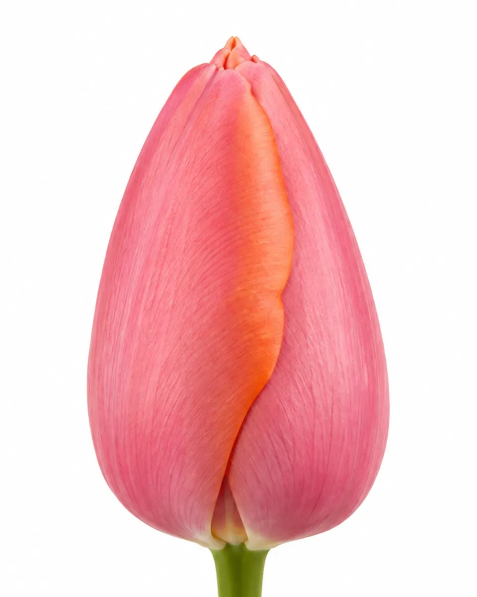 Pārsla
