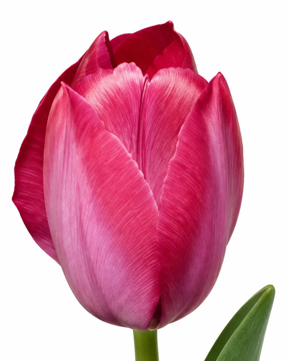 Inguna