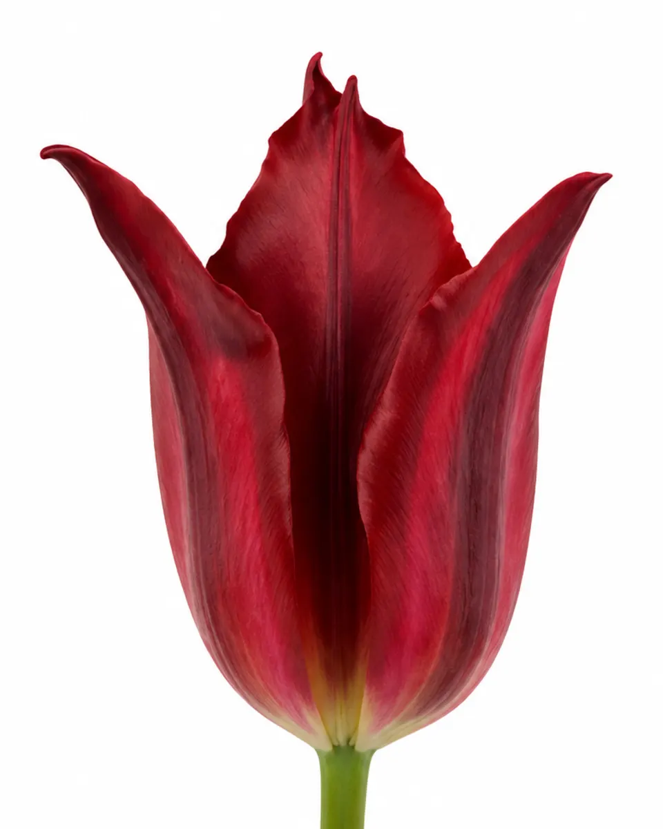 Velga