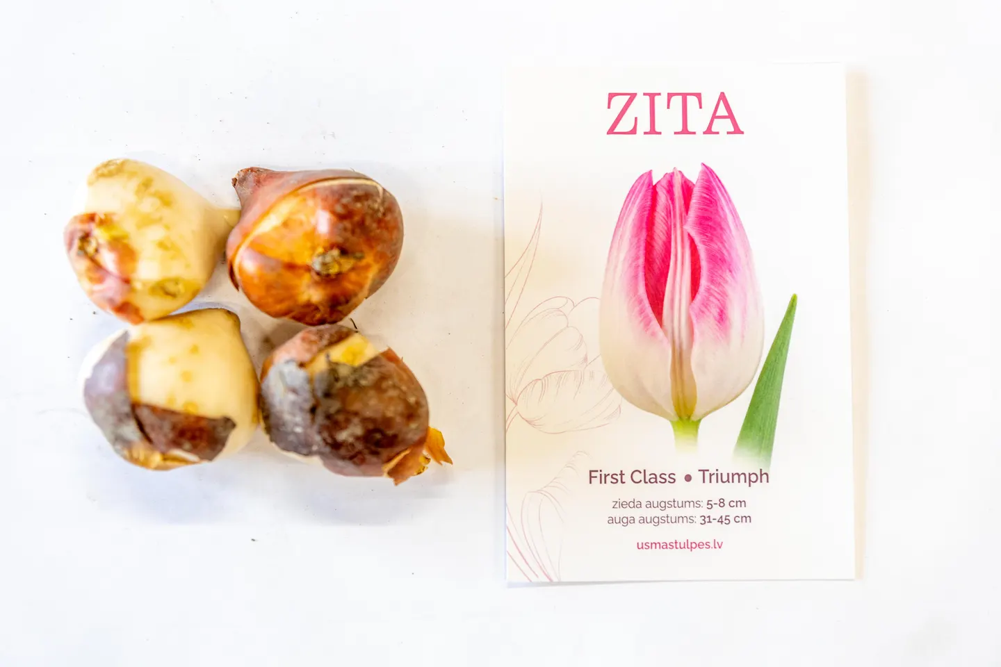 Zita