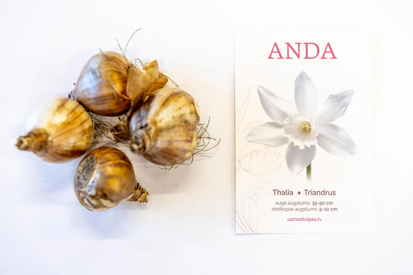 Anda
