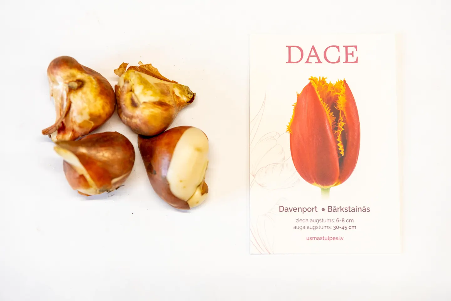 Dace