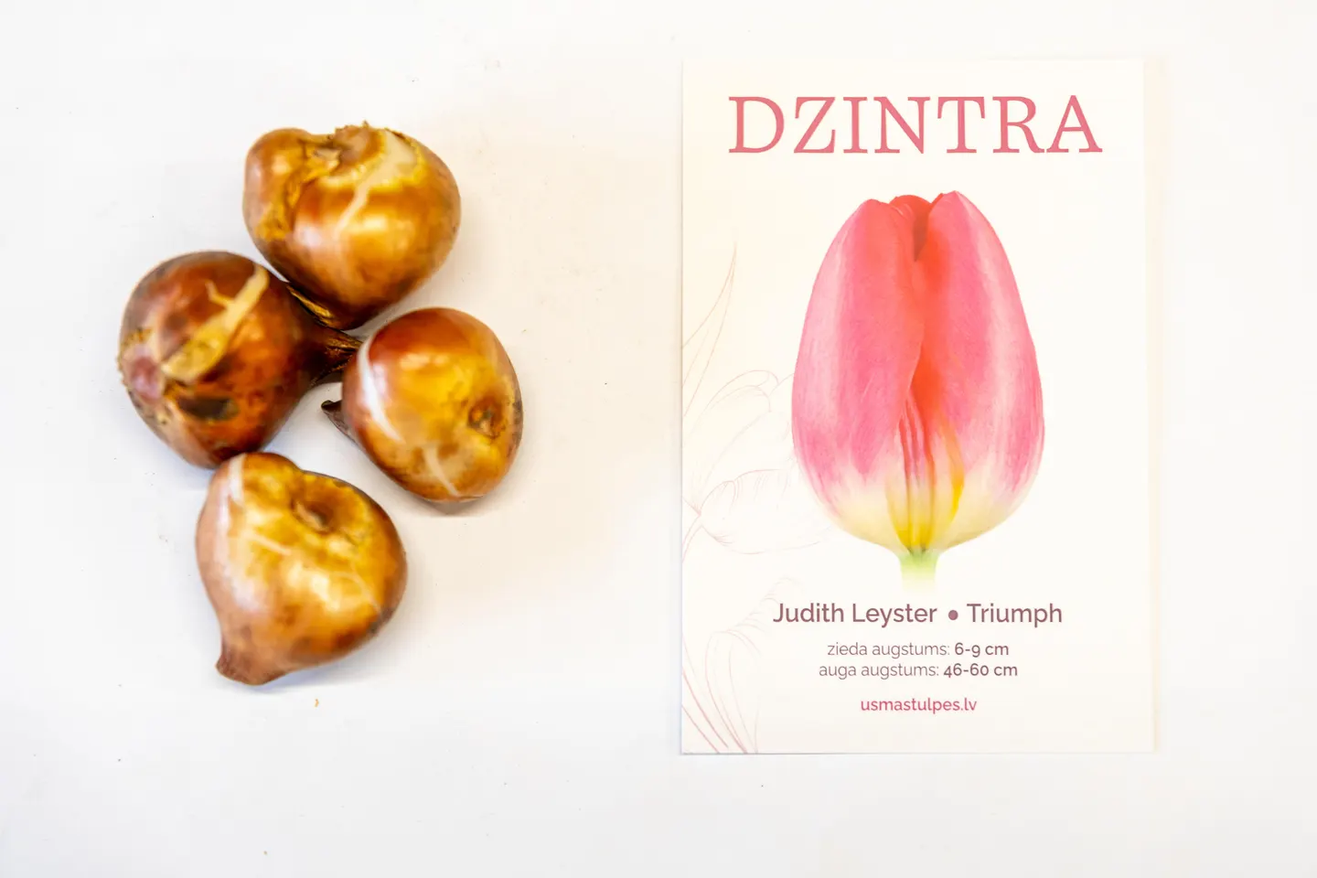 Dzintra