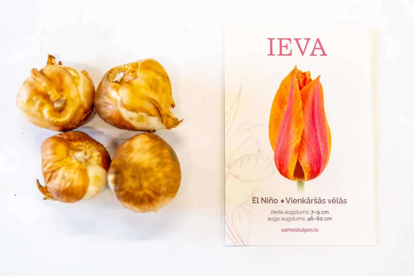 Ieva