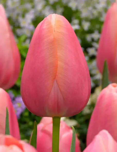 Pārsla